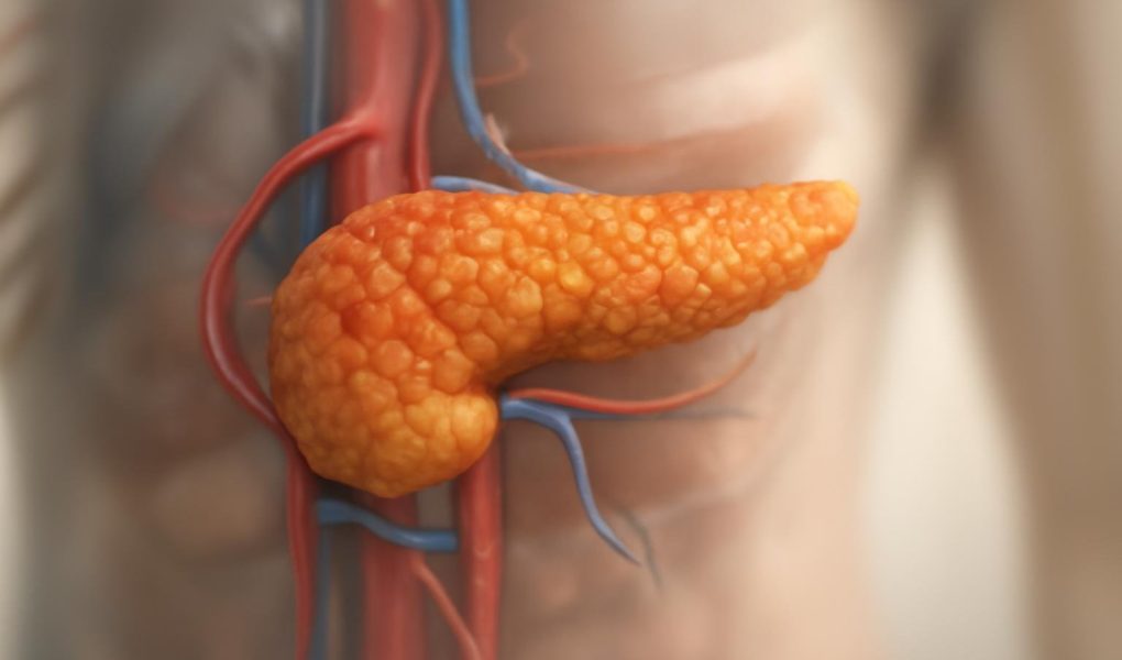 modele-3d-pancreas-gros-plan
