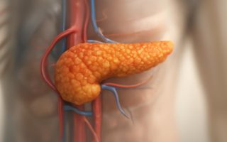 modele-3d-pancreas-gros-plan