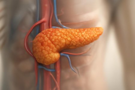 modele-3d-pancreas-gros-plan