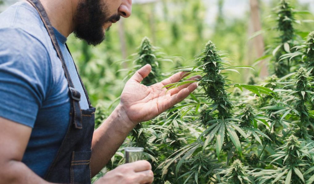 Agriculture biologique et chanvre : l'engagement pour une plante sans résidu