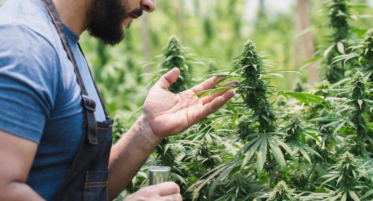 Agriculture biologique et chanvre : l'engagement pour une plante sans résidu