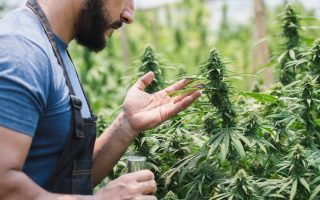 Agriculture biologique et chanvre : l'engagement pour une plante sans résidu