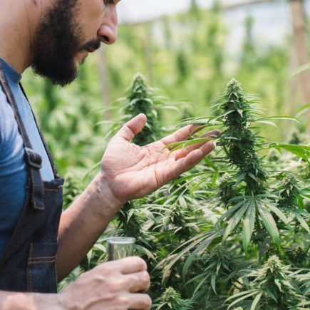 Agriculture biologique et chanvre : l'engagement pour une plante sans résidu