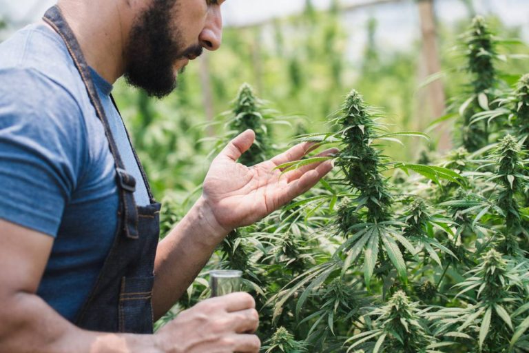 Agriculture biologique et chanvre : l&rsquo;engagement pour une plante sans résidu